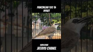 Download lagu pancingan trucuk agar bunyi #shortsvideo #trucuk #birdsounds #birdsong #trucukan #burungtrucuk mp3