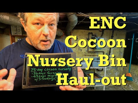 75-day ENC cocoon nursery's haul-out & feeding of adult worm bin - vermicomposting