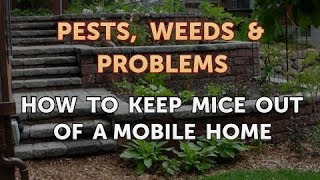 How to Keep Mice Out of a Mobile Home