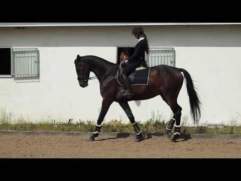 4yo Gelding - Uno Don Diego // Michellino