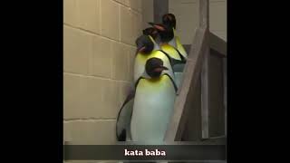 Download lagu lucu bgt video hewan aneh persi onder sepot |kata baba| mp3