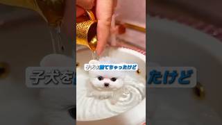 小さくて可愛い子犬