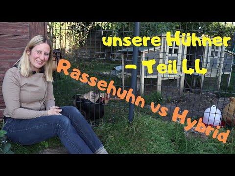 unsere Hühner Teil 44: Rassehuhn versus Hybrid - Vorteile, Nachteile und überhaupt