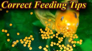 சரியான முறையில் உணவு கொடுப்பது எப்படி ?.How To Feed Food Any Fish Correctly?.. / Fish Aquarium Tamil