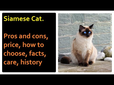 Siamese Cat. Pros and Cons, Price, How to choose, Facts, Care, History