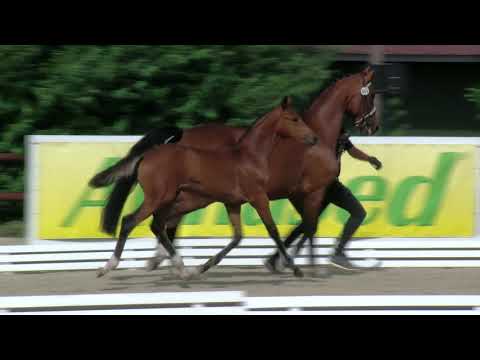 Stf v Dantes Junior x Fidertanz x Ampere 2019