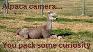 Crescent Moon Alpacas: Up Close & Fuzzy!