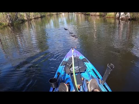 Aggressive Alligators in the Okefenokee Swamp - It Charged My Kayak!