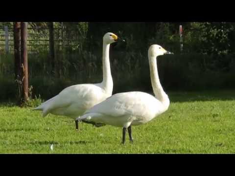 Bewickov poddruh labutí malej (Cygnus columbianus bewickii) v zimovisku
