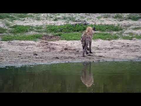 Djuma: Lone Hyena sniffing around - 07:49 - 12/04/20