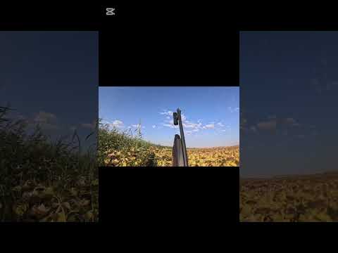 DOMUZ AVI 24 AĞUSTOS 2025