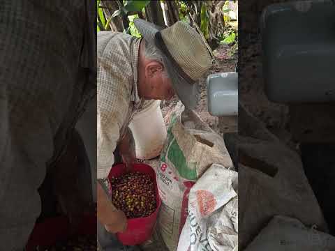 Café de Sasaima: El amor de un padre que llega hasta la ciudad | Tradición Campesina