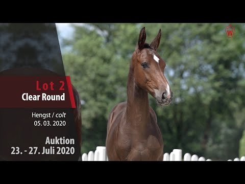 Westfälische Online Auktion 23. - 27. Juli: Lot 2 Clear Round Hengst v. Comme il faut NRW - Darco