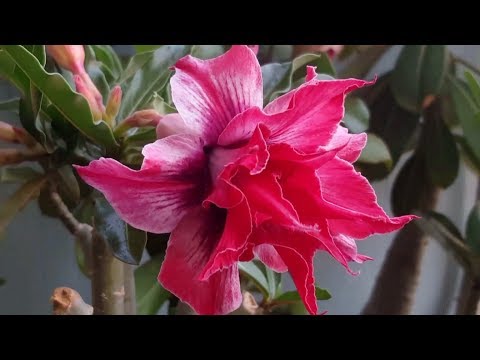 Адениумы  ..ничего на свете лучше нету..!!!