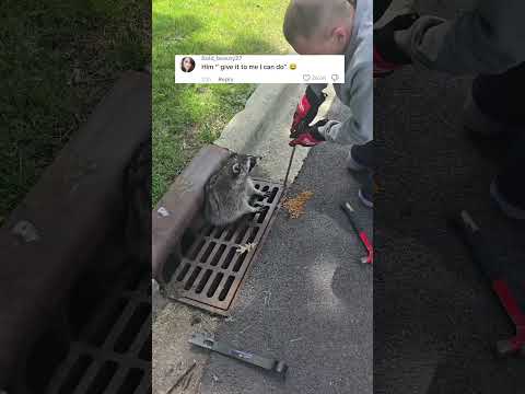 Stuck Raccoon right in front of my house.