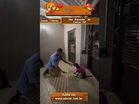 Vídeo de Amelia