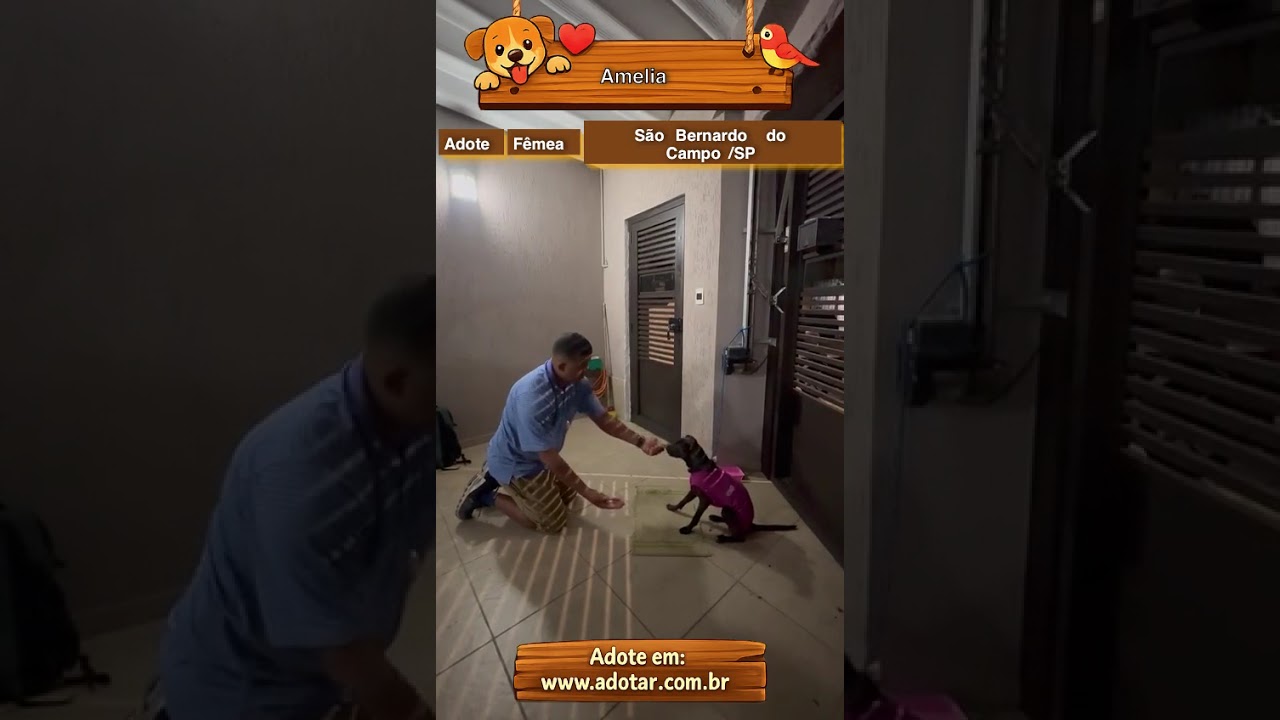 Cachorro raça SRD-ViraLata idade 1 ano nome Amelia