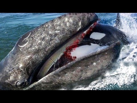 Ces orques ont attaqué une grande baleine grise !  Après quelques heures, c'était fini...