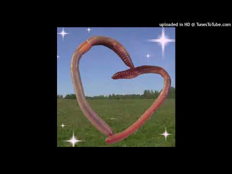 texas is the reason + shoegaze + type beat - morning