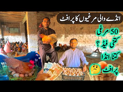 50 Golden Misri Murgi sy Daily Profit | Bhai Ali Poultry Farming Business