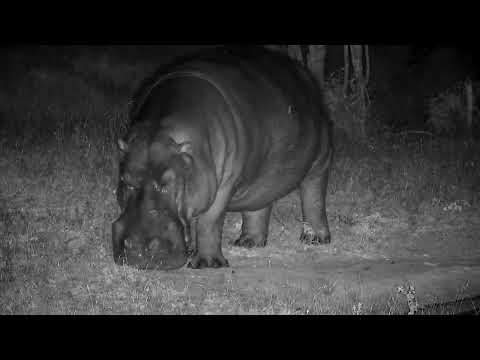 Djuma: Four Hippos drink and feed around the pan - 01:48 - 06/27/2022