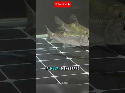 MEMBELI IKAN ALIGATOR GAR BUAT DIMASUKAN KEDALAM AKUARIUM PARA IKAN DEWA😱#shorts #ikan #aligatorgar