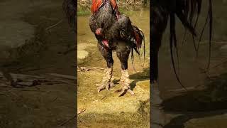 Download lagu ayam pacek apa ayam sabung nihh😁 #ayambangkok #peternakmuda #salamternak #ayamsabung #fyp #batu mp3