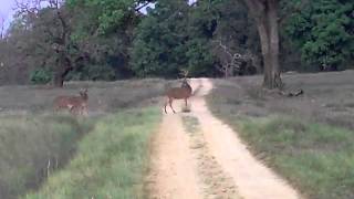 preview picture of video 'Kanha Meadows Retreat'