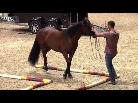 Mustang Makeover 2018 - Sebastian Nolewajka