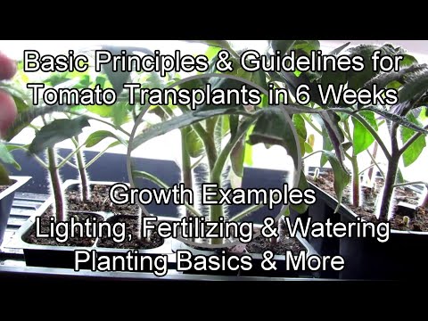 , title : 'All the Steps for Growing Tomato Transplants in 6 Weeks: Container Size Matters, Lighting & More'