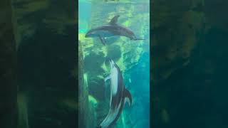 Day 2 Osaka #japan #travel #cruise #osaka #bigdealtravel