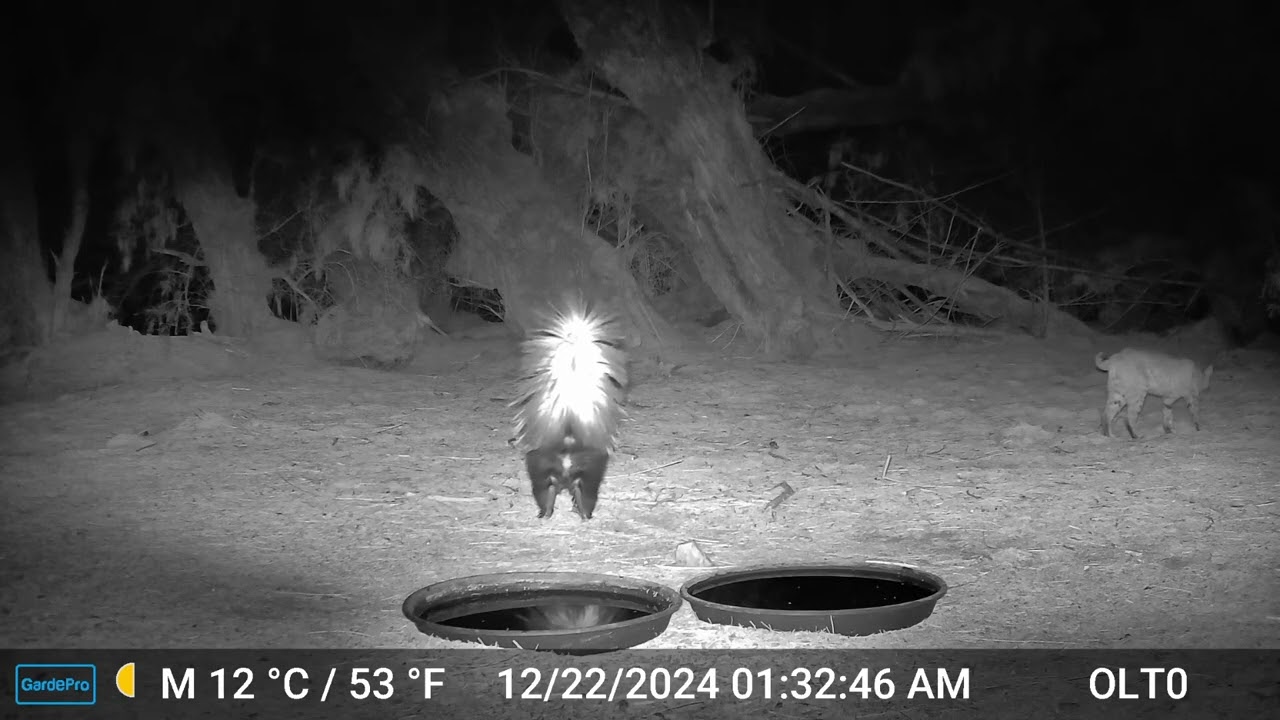 S2E39: When A Skunk And Bobcat Kitten Meet At The Water Saucers