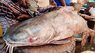 Amazing Giant CATFISH Cutting Skills In Fish Market | Catfish Fish Cut