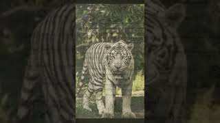 Download lagu Khodam Macan Putih #shorts #kejawen #mitos mp3