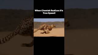 Download lagu When Cheetah realizes it's true speed! 😤 #shorts #motivation mp3 Download lagu When Cheetah realizes it's true speed! 😤 #shorts #motivation mp3