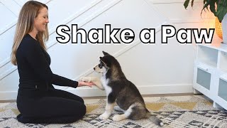 How to Train "Shake a Paw" (BLOOPERS INCLUDED)