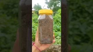 Download lagu Namsing||sidol||Assamese fermented dry fish#Assamesecuisinefood#trendingshorts#viralshorts mp3