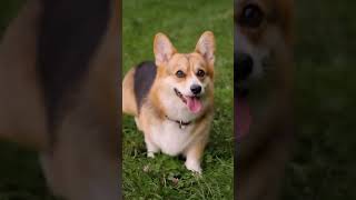 いぬ イヌ 犬 dog #Shorts