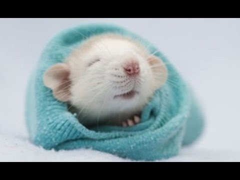 哈佛科學家逆轉小鼠的衰老。下一個人... (Harvard Scientists REVERSE Aging In Mice. People Next...)