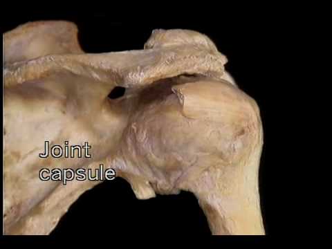 Dolor de estómago y la espalda al caminar Puede haber palpitaciones con osteocondrosis cervical