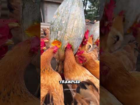 These Chickens Eat Better Than Humans