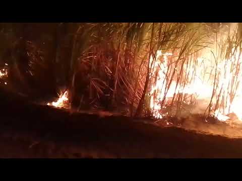 Fazenda bandeira branca sitio Mendonça Mamanguape paraiba 16 10 2025