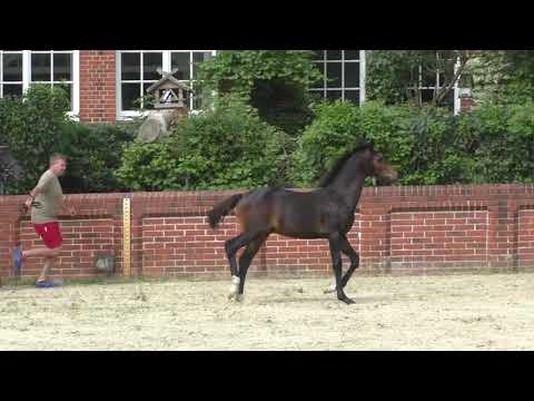 Fohlenrundfahrt 2021 - 15 Hengstfohlen v. Birmingham