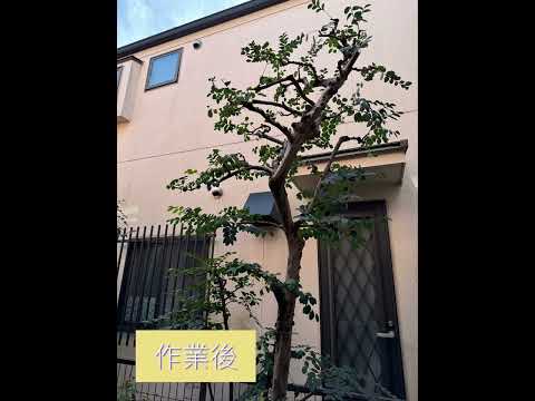 冬に剪定する植物はどれ？ 1月と2月に剪定を好む種  庭園