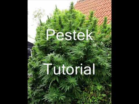 Pestek - Tutorial