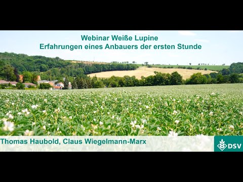 Weiße Lupine   Erfahrung eines Anbauers der ersten Stunde