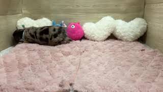 ハーフ犬の動画01