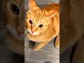 Funny Orange Cat Behaviors Shorts Funnycats Orangecat Cats Funnymoments Pets