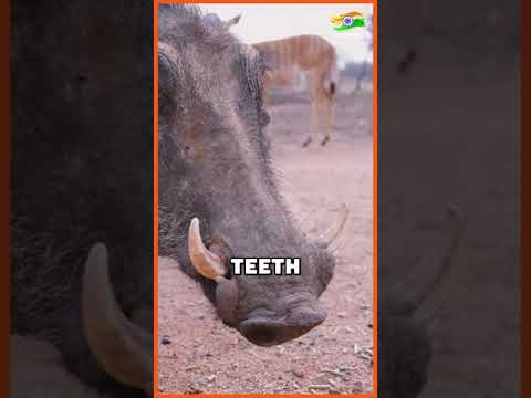 The Antique Story Behind Panjurli Kola | Kantara | Fact India