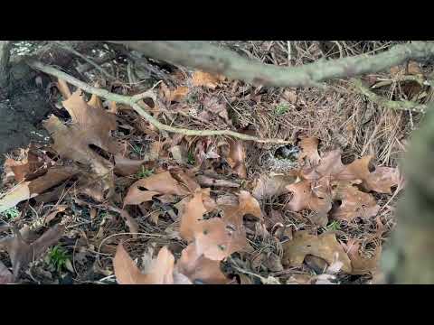 Yellow Jackets Hiding Under the Shrub In the Ground in Montgomery, NJ